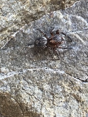 Mexigonus morosus