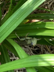 Melanoplus differentialis