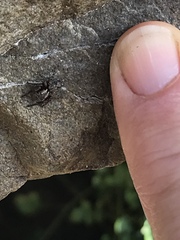 Mexigonus morosus