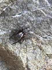Mexigonus morosus