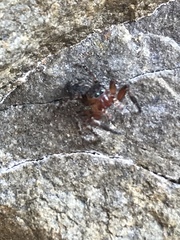Mexigonus morosus