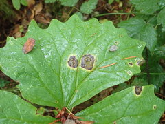 Valdensinia heterodoxa
