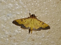 Ategumia ebulealis