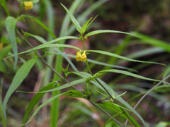 Melampyrum sylvaticum