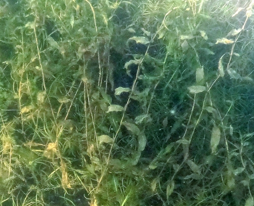 Potamogeton praelongus iNat (2)