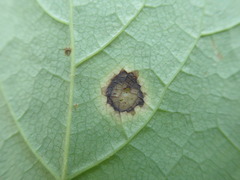 Valdensinia heterodoxa