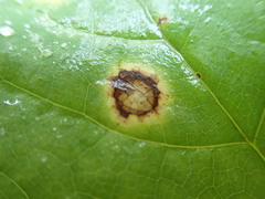 Valdensinia heterodoxa