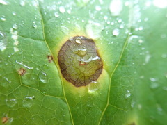 Valdensinia heterodoxa
