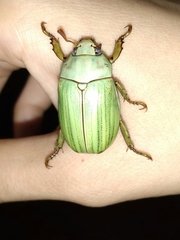 Pelidnota prasina