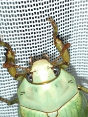 Pelidnota prasina