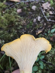 Cantharellus camphoratus