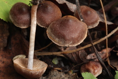 Cortinarius decipiens