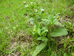 Lepechinia caulescens