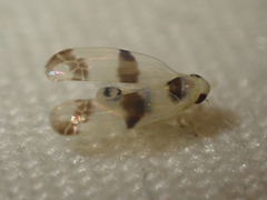 Empoa