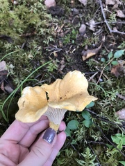 Cantharellus camphoratus