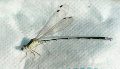 Lestes japonicus