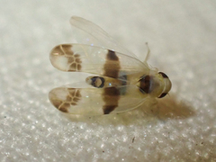 Empoa