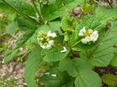 Lepechinia caulescens