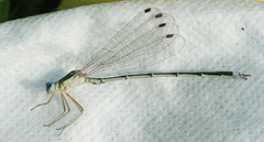 Lestes japonicus