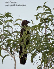 Centropus phasianinus spilopterus