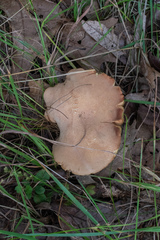 Xerocomus tenax