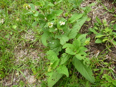 Lepechinia caulescens