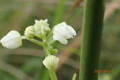 Cyclanthera dissecta