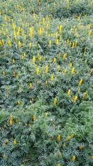 Lupinus luteus