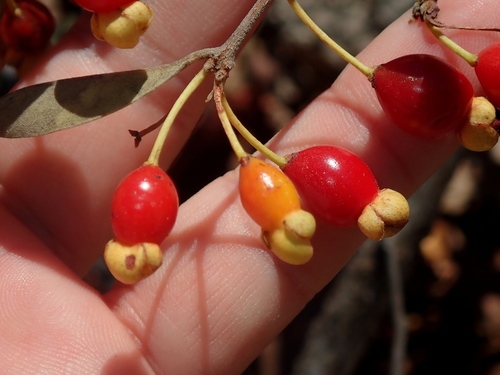 Image of Eugenia Punicifolia (Eugenia punicifolia) by no rights reserved