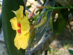 Mandevilla scabra