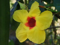 Mandevilla scabra