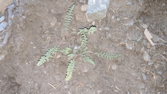 Pedicularis semibarbata charlestonensis