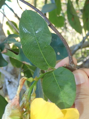 Mandevilla scabra