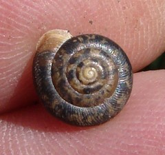 Daedalochila auriformis