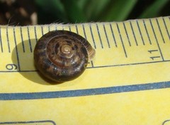 Daedalochila auriformis