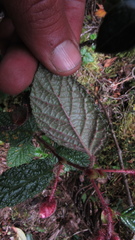 Rubus acanthophyllos