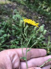 Hieracium krylovii