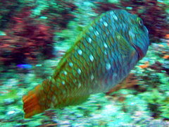 Japanese Parrotfish photo 3