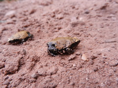 Dermatonotus muelleri