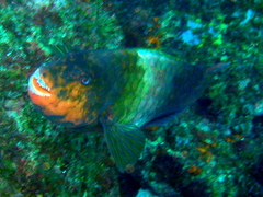 Japanese Parrotfish photo 4