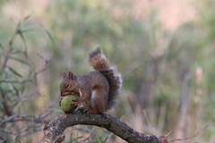 Sciurus carolinensis