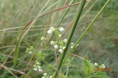 Cyclanthera dissecta