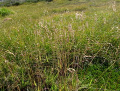 Vahlodea atropurpurea