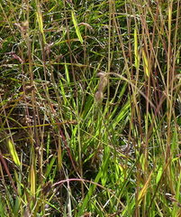 Vahlodea atropurpurea