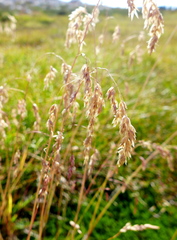 Vahlodea atropurpurea