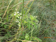 Cyclanthera dissecta