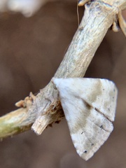 Eublemma minima