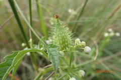 Cyclanthera dissecta