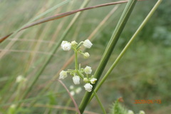 Cyclanthera dissecta