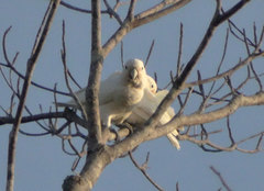 Cacatua goffiniana